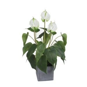 Anthurium v ​​kvetináči Z222